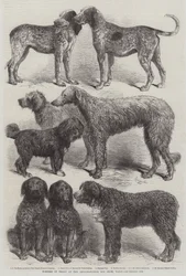 Winners of Prizes at the International Dog Show, Paris